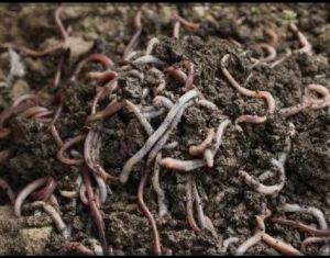 Vermicompost