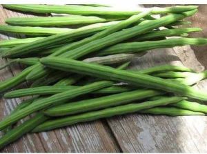 A Grade Fresh Drumstick