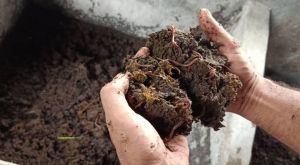 Organic Vermicompost