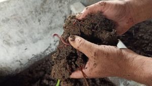 Organic Vermicompost