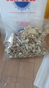 Dry Oyster Mushroom