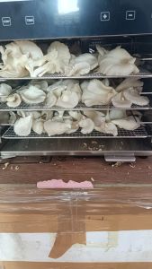 Dry Oyster Mushroom