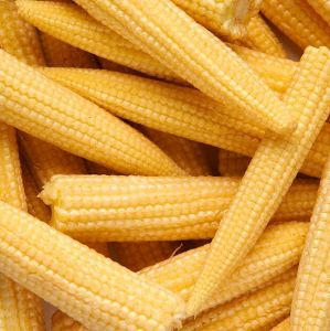 Fresh Baby Corn