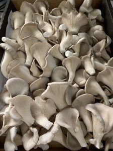 Oyster Mushroom