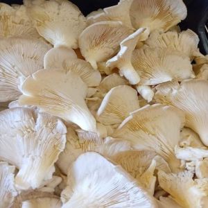 Oyster Mushroom