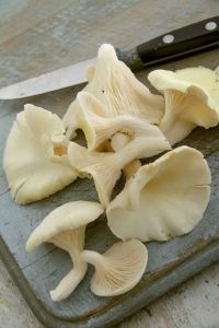 Oyster Mushroom
