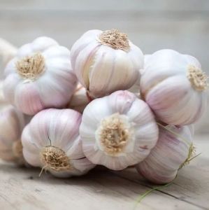 Fresh White Garlic