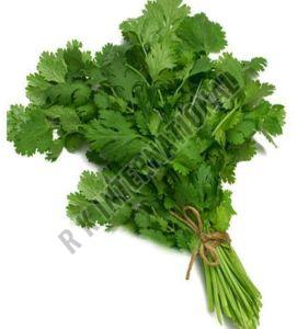 Fresh Coriander Leaves