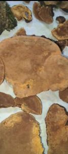Mulberry Mushroom