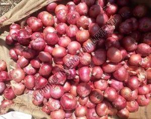 Fresh Small Red Onion