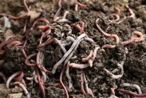 10kg High-Nutrient Cow Dung Vermicompost