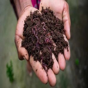 3kg Premium Cow Dung Vermicompost