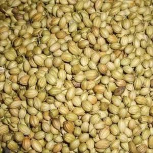 A Grade Coriander Seeds