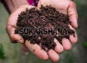 Brown Vermicompost Fertilizer