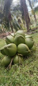 Tender Green Coconut