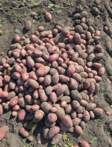 Red Potato