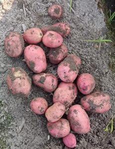 Red Potato