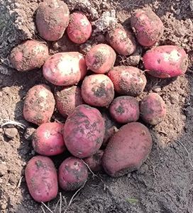 Red Potato