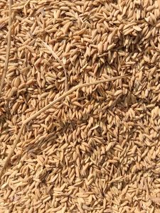 Dhan Seeds