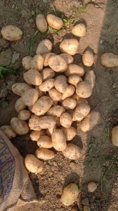 Pukhraj Potatoes