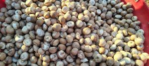 Betel Nut Supari