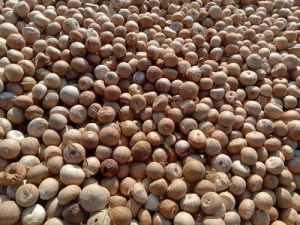 Betel Nut Supari