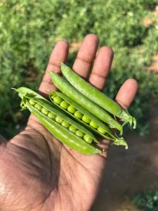 Beans