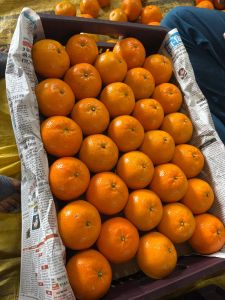 Kinnow Orange