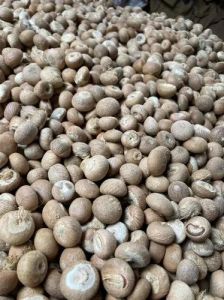 Betel Nut Supari