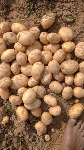 Pukhraj Potatoes