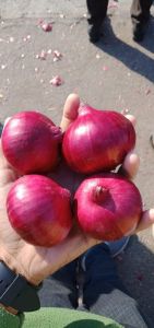Red Onion