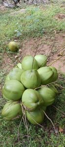 Tender Green Coconut