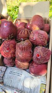 Apples