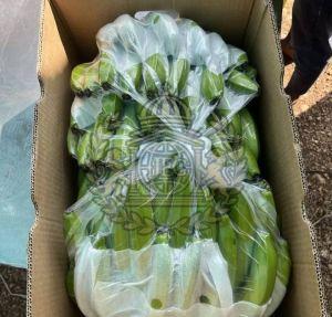 Cavendish Bananas