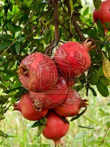 Pomegranate