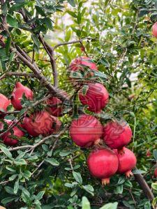 Pomegranate