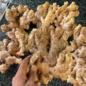 A Grade Fresh Ginger