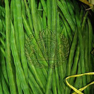 A Grade Fresh Green Drumstick