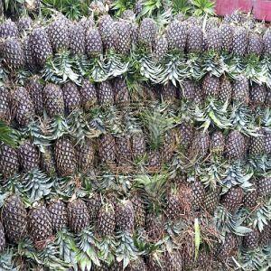 A Grade Fresh Pineapple