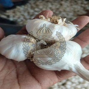 A Grade Fresh White Garlic