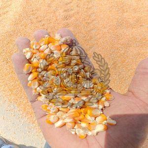 A Grade Yellow Maize Seeds