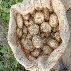 Brown A Grade Fresh Potato