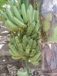 Cavendish Bananas