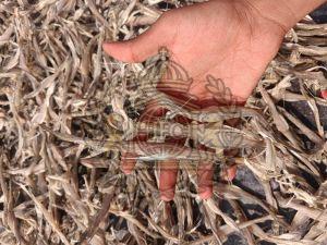 Premium Dried Ribbon Fish