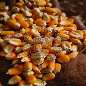 Dried Yellow Maize Seeds