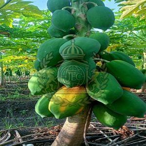 Fresh Raw Green Papaya