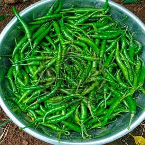 Fresh Spicy Green Chilli