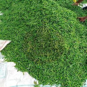 Indian Fresh Green Chilli
