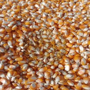 Indian Yellow Maize Seeds