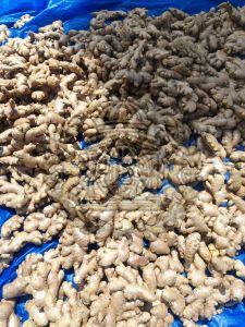 A Grade Fresh Ginger